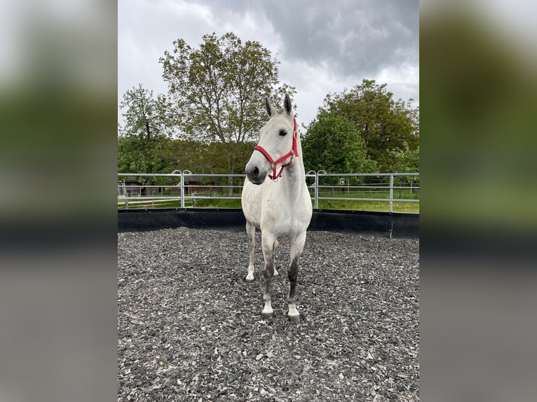 Polo Pony Stute 10 Jahre 155 cm Schimmel in Schönaich