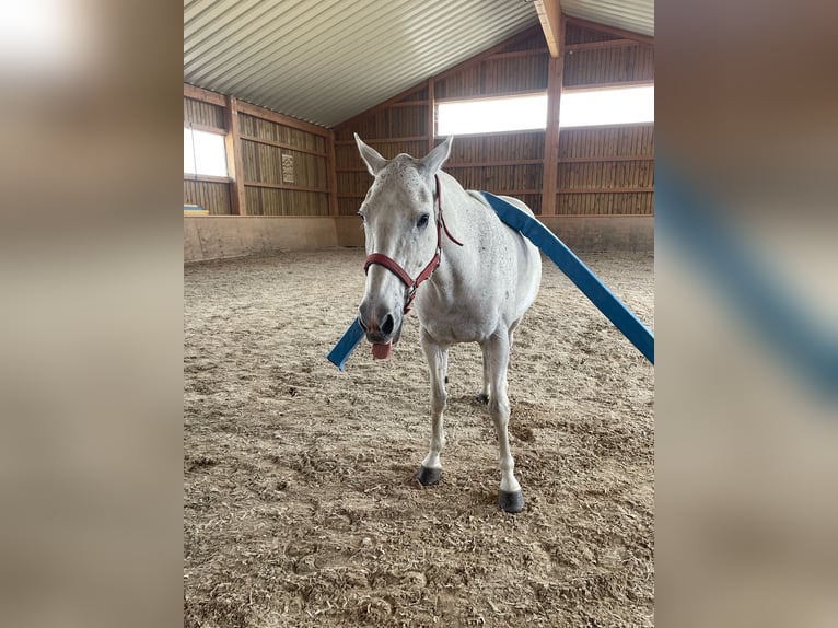 Polo Pony Stute 10 Jahre 155 cm Schimmel in Schönaich