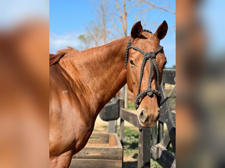 Polo Pony Stute 10 Jahre Fuchs in Holzkirchen