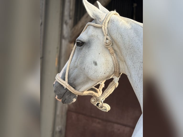 Polo Pony Stute 11 Jahre 148 cm Schimmel in Seuzach
