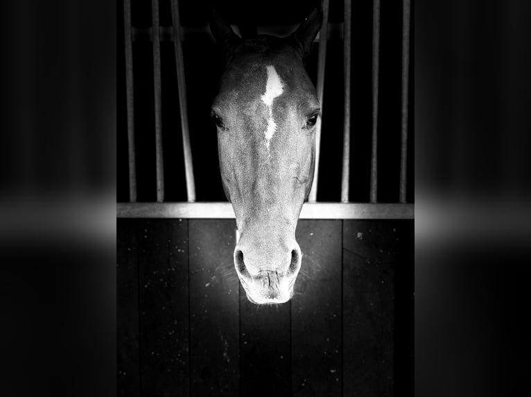Polo Pony Stute 13 Jahre 148 cm Fuchs in Seuzach