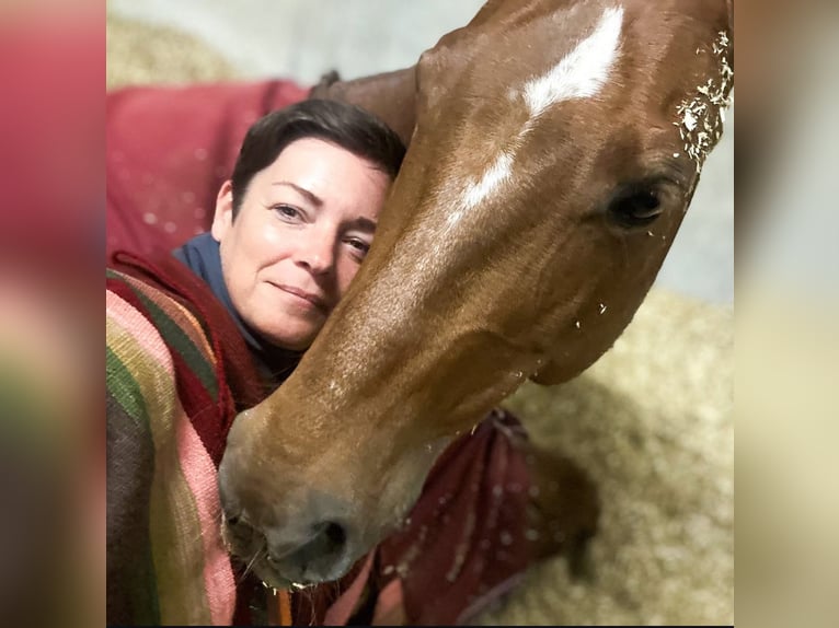 Polo Pony Stute 13 Jahre 148 cm Fuchs in Seuzach