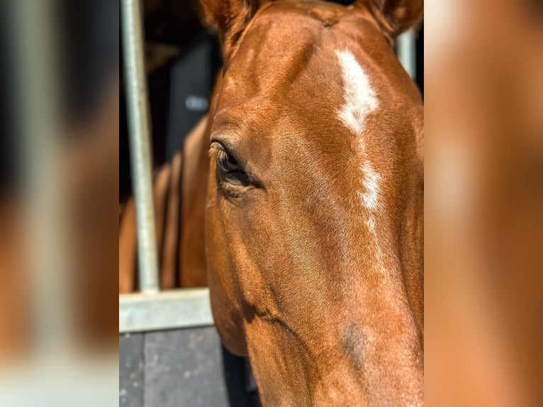 Polo Pony Stute 13 Jahre 148 cm Fuchs in Seuzach