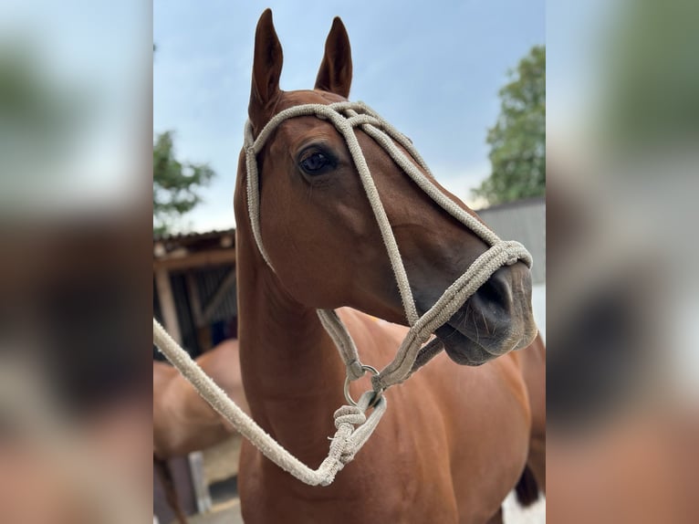 Polo Pony Stute 13 Jahre 148 cm Fuchs in Seuzach