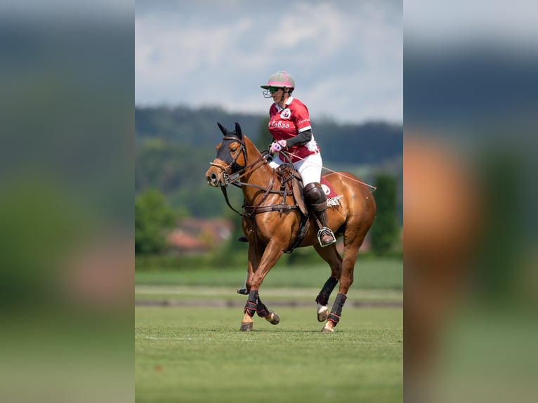 Polo Pony Stute 13 Jahre 148 cm Fuchs in Seuzach