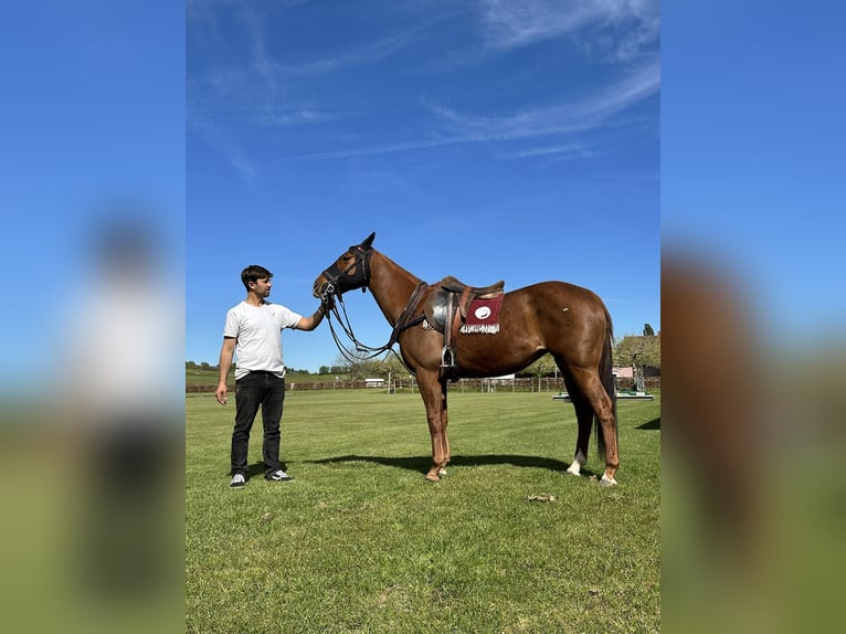 Polo Pony Stute 13 Jahre 148 cm Fuchs in Seuzach