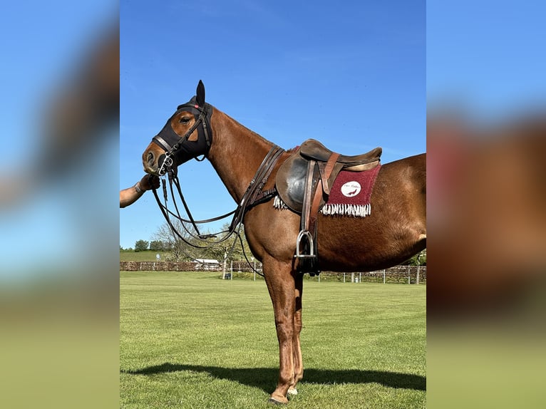 Polo Pony Stute 13 Jahre 148 cm Fuchs in Seuzach
