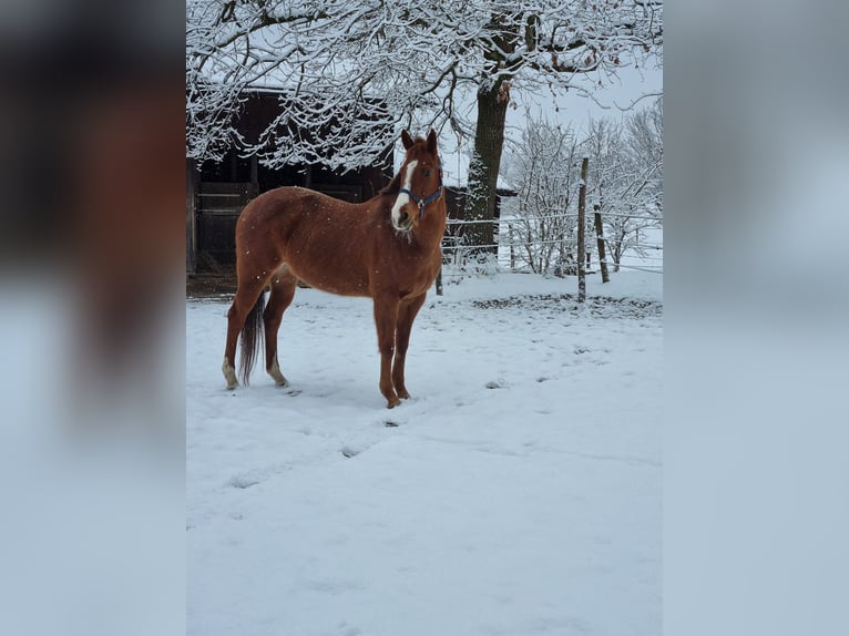 Polo Pony Stute 13 Jahre 150 cm Fuchs in Seeon-Seebruck