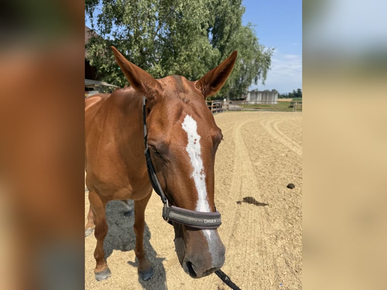 Polo Pony Stute 13 Jahre Fuchs in 6331