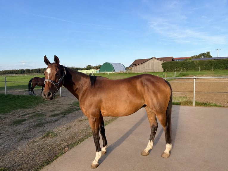 Polo Pony Stute 14 Jahre 155 cm Brauner in Schwifting