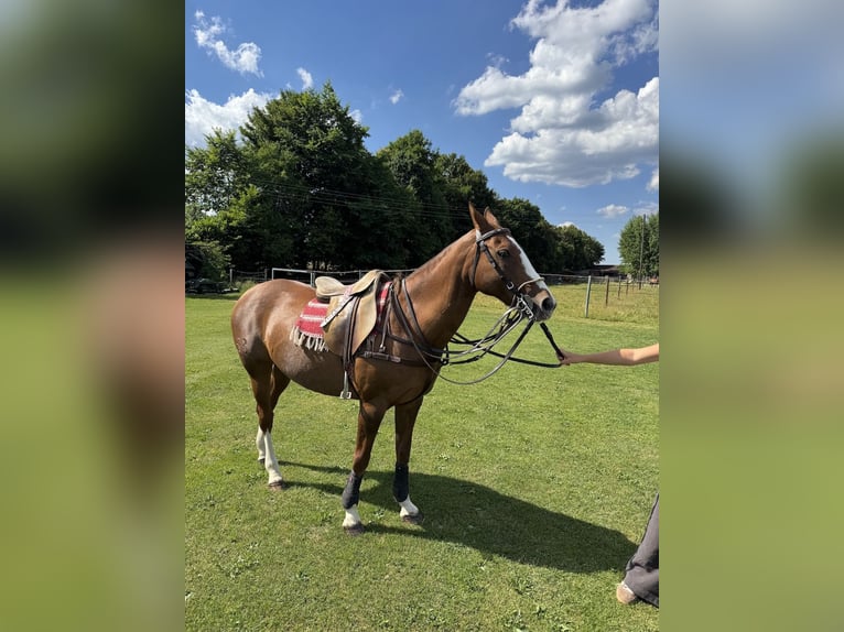 Polo Pony Stute 14 Jahre Fuchs in M&#xFC;nchen