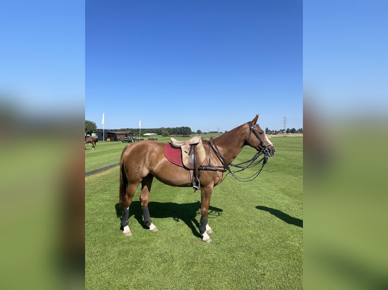 Polo Pony Stute 14 Jahre Fuchs in M&#xFC;nchen