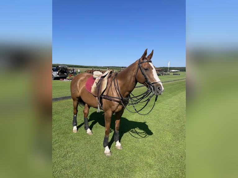 Polo Pony Stute 14 Jahre Fuchs in M&#xFC;nchen