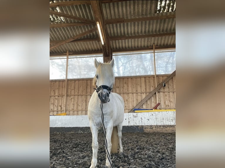 Polo Pony Stute 16 Jahre 130 cm Schimmel in Hamburg