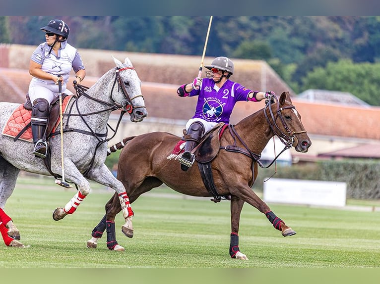 Polo Pony Stute 17 Jahre 148 cm Dunkelfuchs in Seuzach