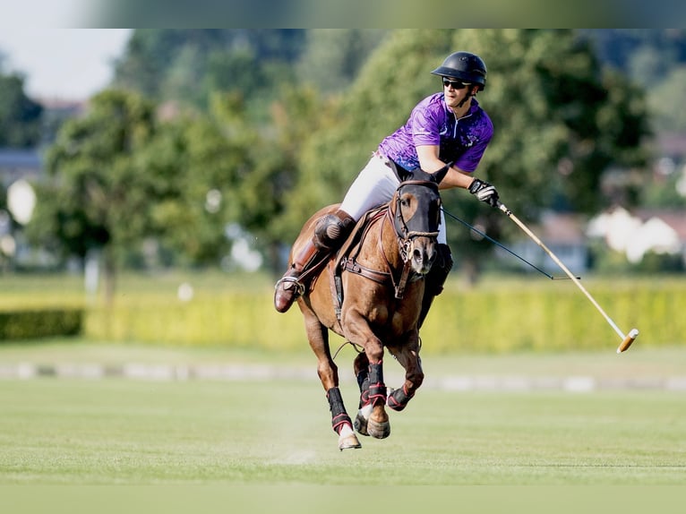 Polo Pony Stute 17 Jahre 148 cm Dunkelfuchs in Seuzach