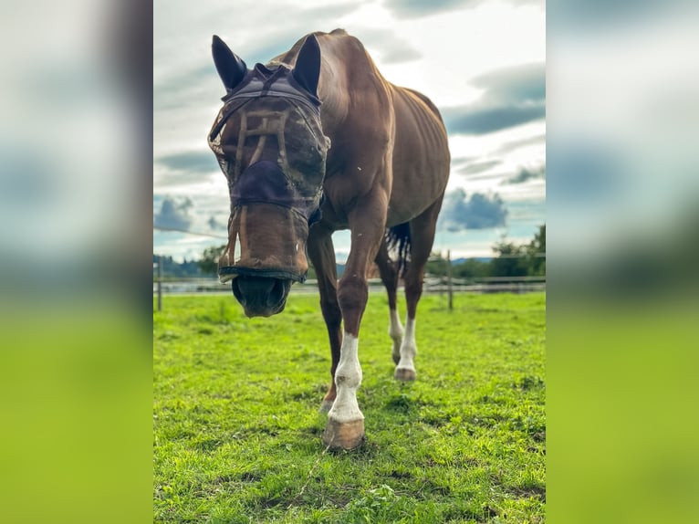 Polo Pony Stute 17 Jahre 148 cm Dunkelfuchs in Seuzach