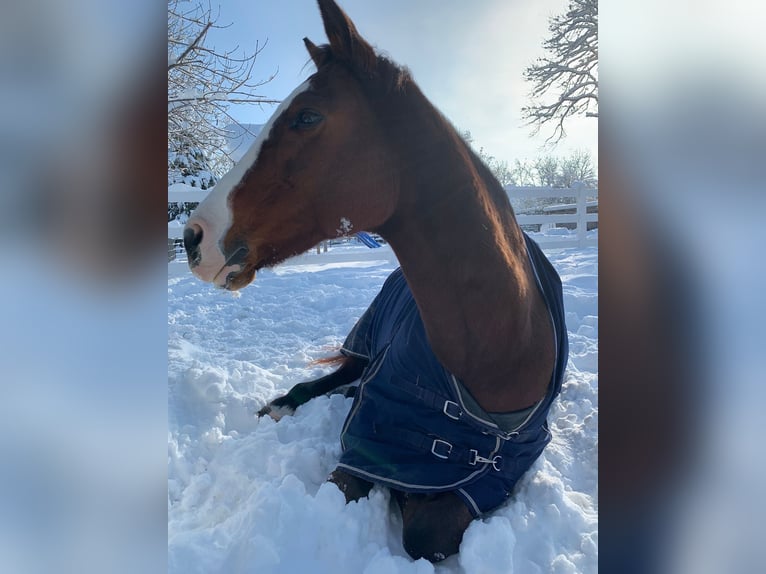 Polo Pony Stute 17 Jahre 149 cm in Königsbrunn