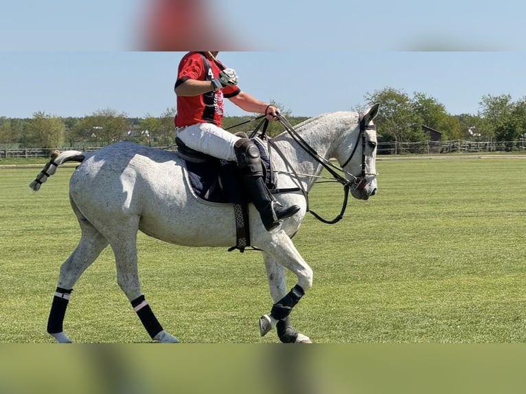 Polo Pony Stute 17 Jahre 156 cm Schimmel in Dallgow-DöberitzDallgow