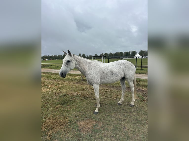 Polo Pony Stute 17 Jahre 156 cm Schimmel in Dallgow-DöberitzDallgow