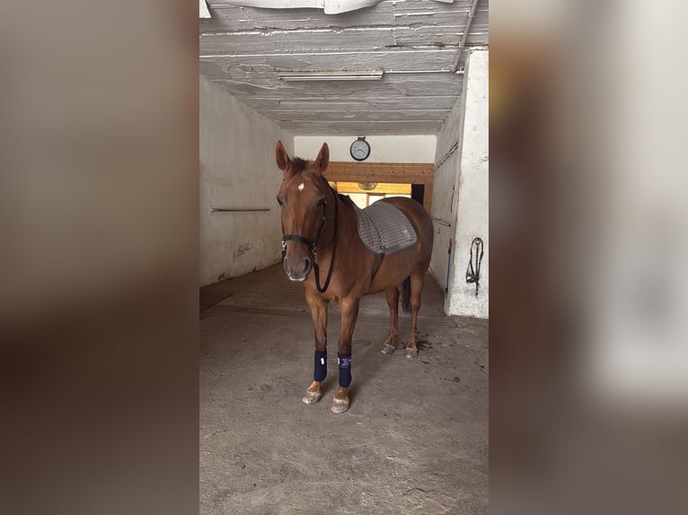 Polo Pony Mix Stute 18 Jahre 151 cm Fuchs in Willich