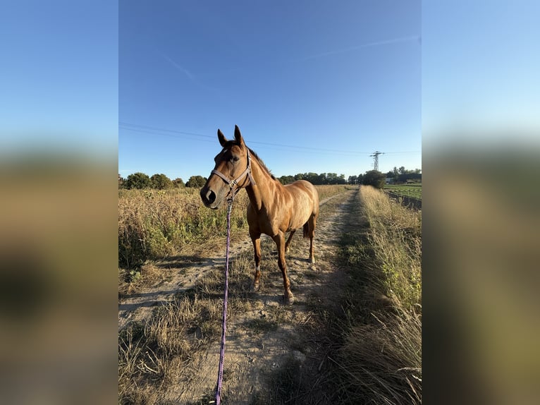 Polo Pony Mix Stute 18 Jahre 151 cm Fuchs in Willich