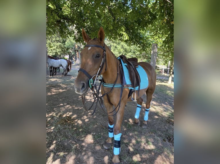 Polo Pony Mix Stute 18 Jahre 151 cm Fuchs in Willich