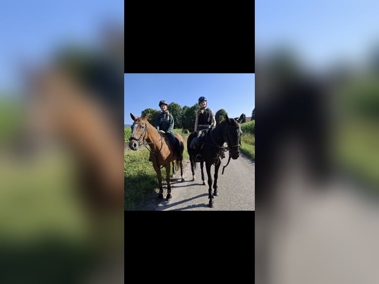 Polo Pony Stute 18 Jahre 157 cm Fuchs in Baarle-Nassau
