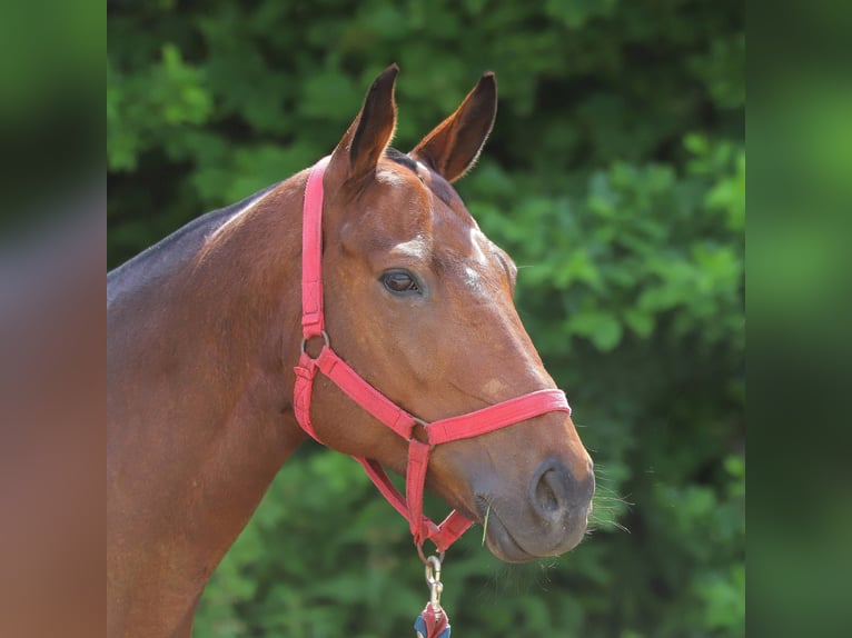Polo Pony Stute 18 Jahre Brauner in München