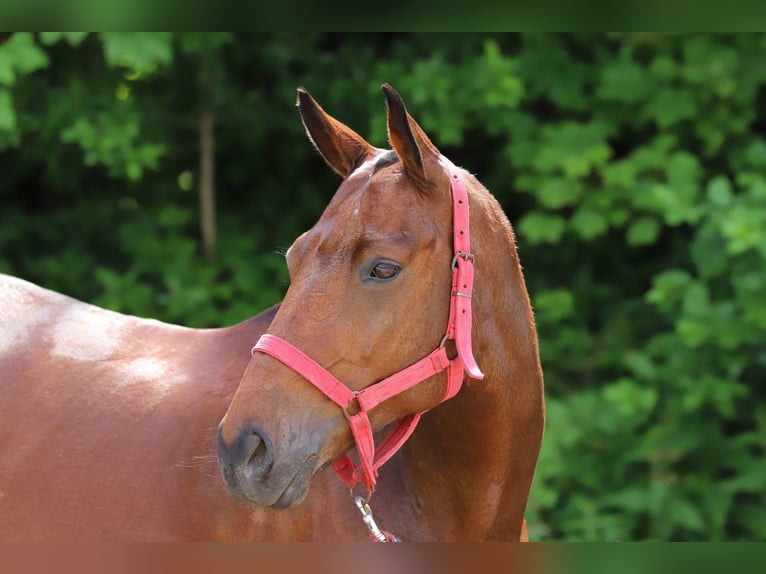Polo Pony Stute 18 Jahre Brauner in München