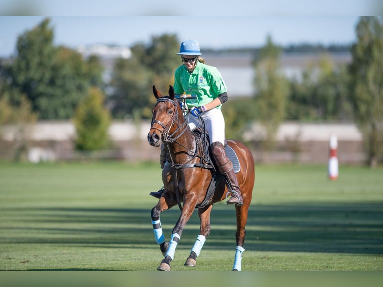 Polo Pony Stute 18 Jahre Brauner in München