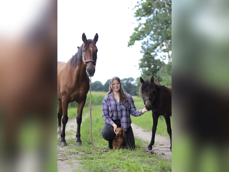 Polo Pony Stute 24 Jahre 160 cm Brauner in Wittingen