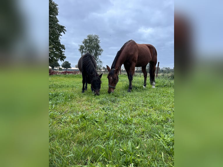 Polo Pony Stute 24 Jahre 160 cm Brauner in Wittingen