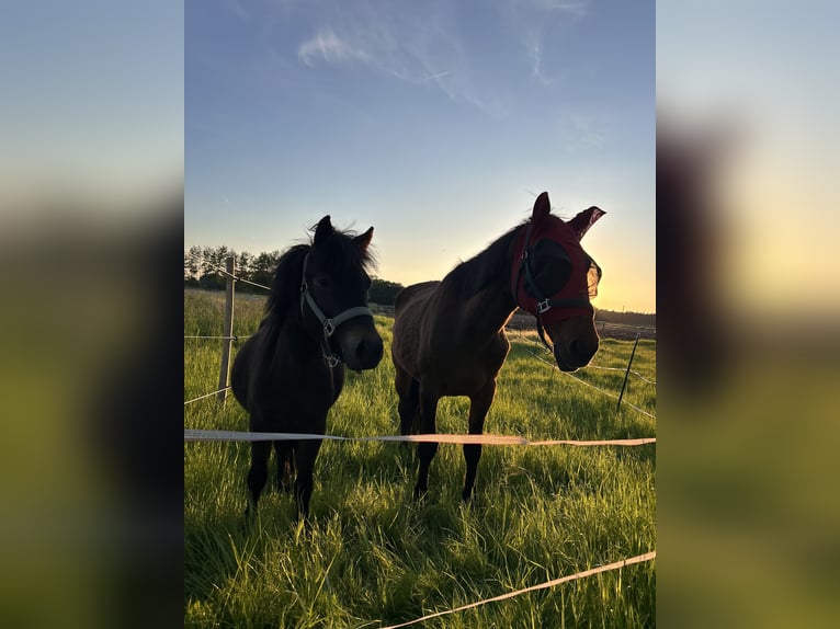 Polo Pony Stute 24 Jahre 160 cm Brauner in Wittingen