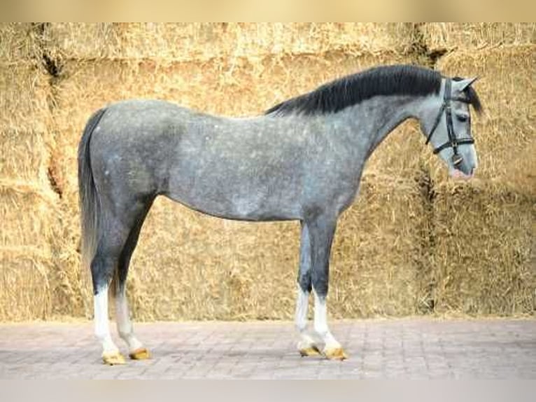 Polo Pony Stute 4 Jahre 135 cm Schimmel in Bladel