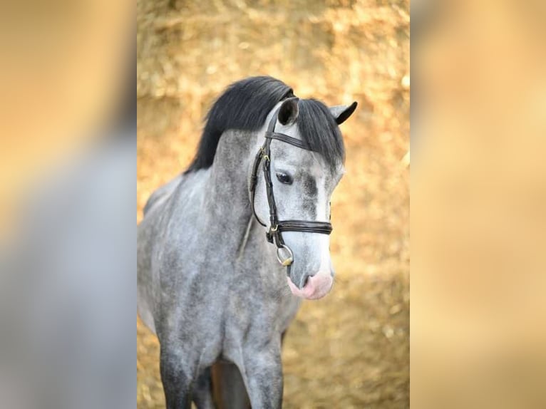 Polo Pony Stute 4 Jahre 135 cm Schimmel in Bladel