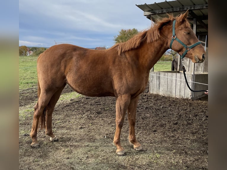 Polo Pony Stute 4 Jahre 154 cm Brauner in Eggolsheim
