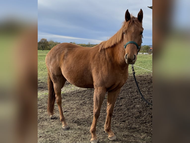 Polo Pony Stute 4 Jahre 154 cm Brauner in Eggolsheim