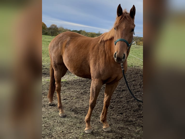 Polo Pony Stute 4 Jahre 154 cm Brauner in Eggolsheim