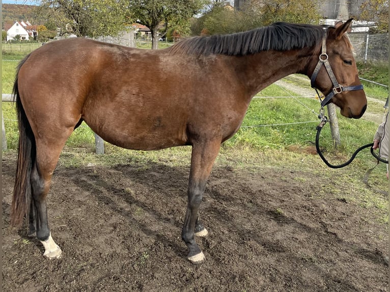 Polo Pony Stute 4 Jahre 154 cm Brauner in Eggolsheim