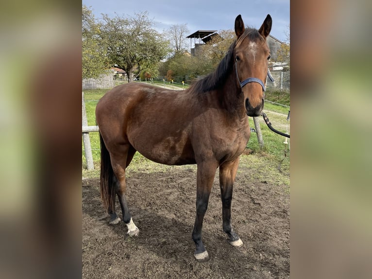 Polo Pony Stute 4 Jahre 154 cm Brauner in Eggolsheim