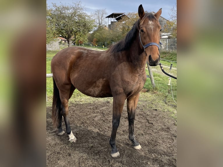Polo Pony Stute 4 Jahre 154 cm Brauner in Eggolsheim