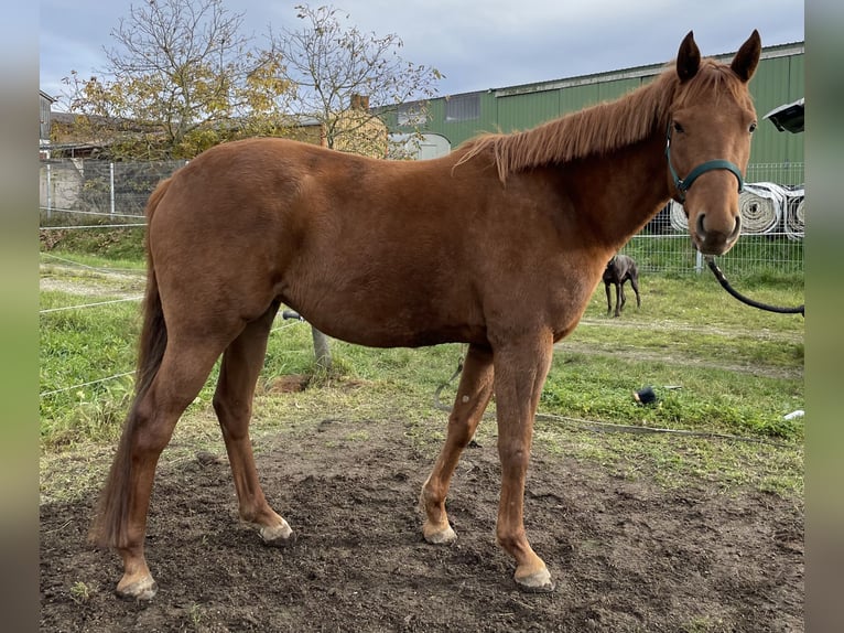 Polo Pony Stute 4 Jahre 154 cm Brauner in Eggolsheim