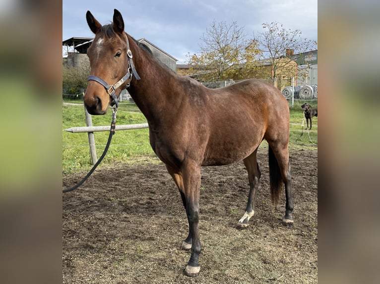 Polo Pony Stute 4 Jahre 154 cm Brauner in Eggolsheim