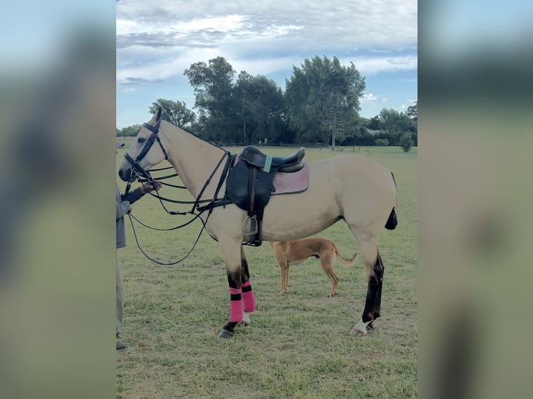 Polo Pony Stute 6 Jahre 152 cm Buckskin in Dallgow-Döberitz