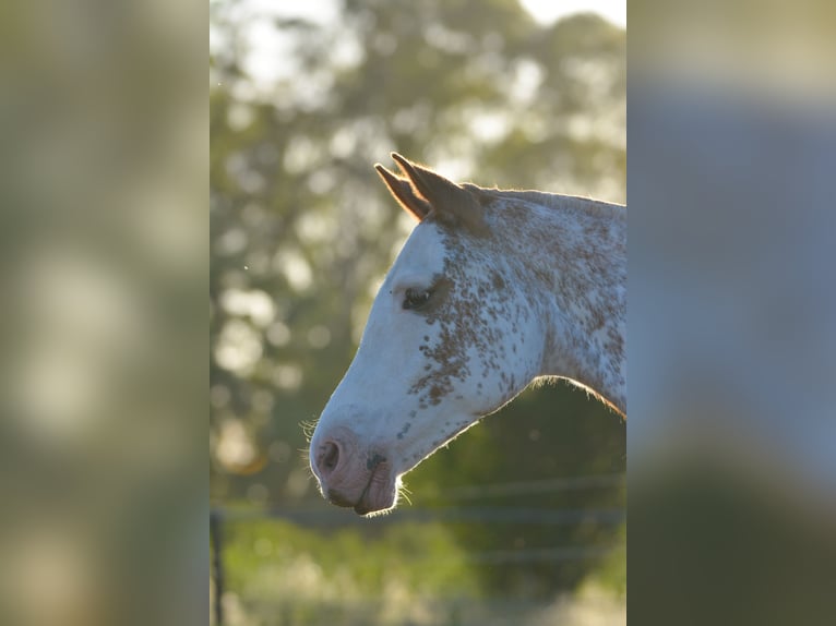 Polo Pony Stute 6 Jahre in Waldshut-Tiengen