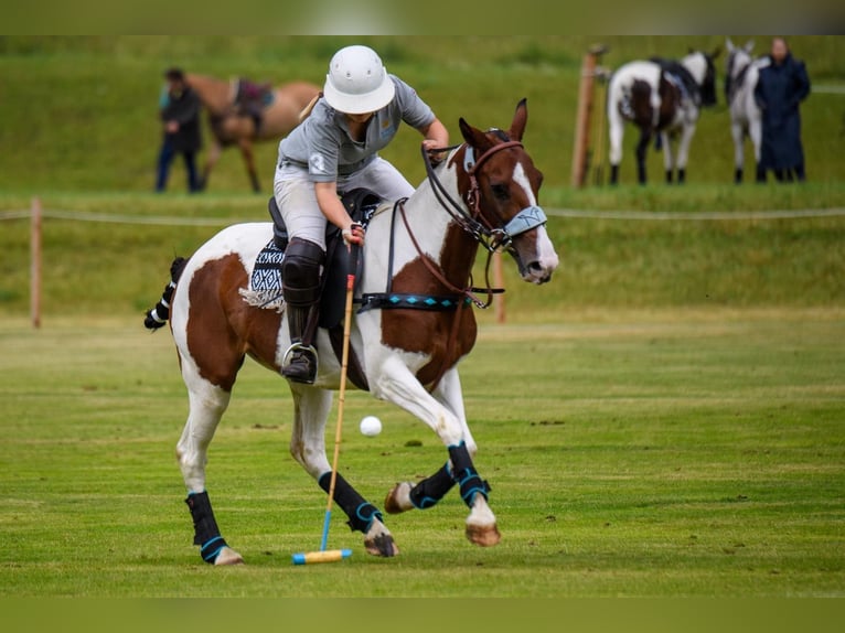 Polo Pony Stute 6 Jahre in Waldshut-Tiengen