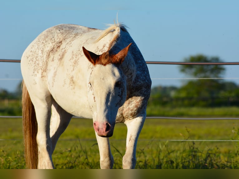 Polo Pony Stute 6 Jahre in Waldshut-Tiengen
