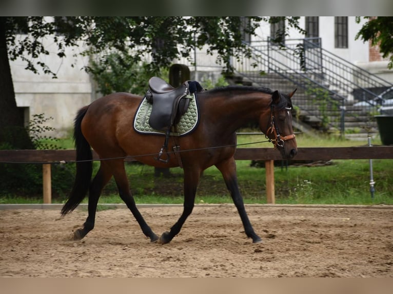 Polo Pony Stute 7 Jahre 152 cm in Schönwalde