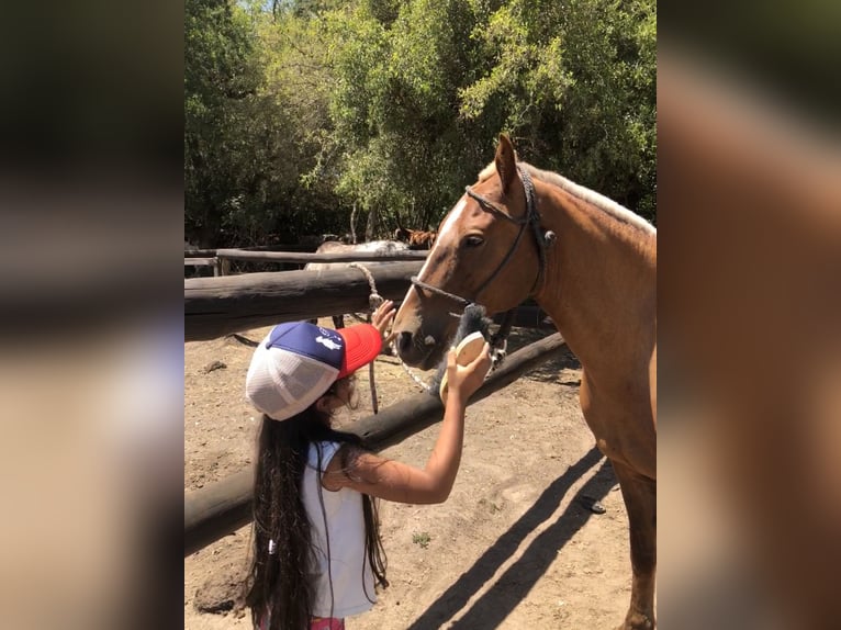 Polo Pony Stute 7 Jahre 152 cm Palomino in Mainbernheim